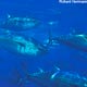 tuna-pacific-bluefin-350-lw